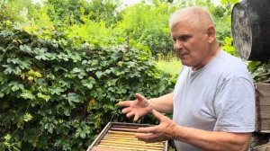 ТИХАЯ СМЕНА МАТОК В УЛЬЕ