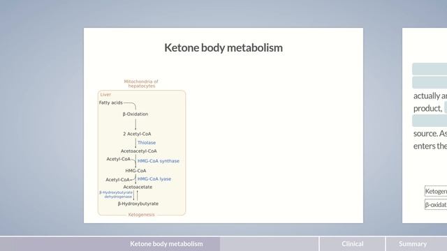 Energy Metabolism - Part 12: Ketone Body Metabolism смотреть онлайн