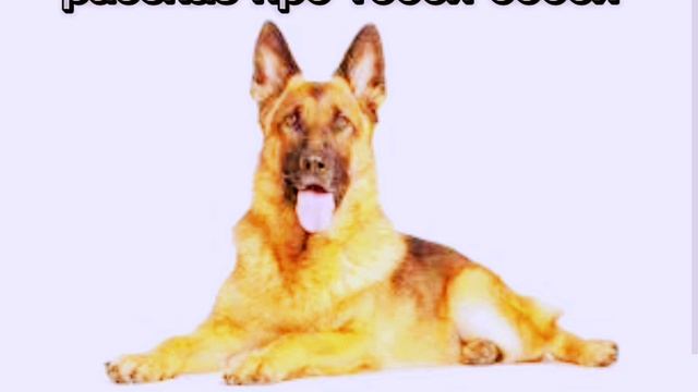 рассказ про тобби Бобби смотреть онлайн