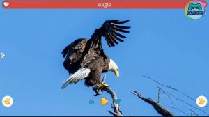 Animal Real Sound for Kids Learning Sounds
