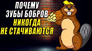 Почему зубы бобров никогда не стираются