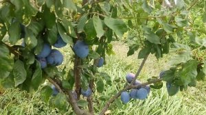 Слива Топ гигант+