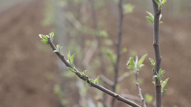 Pan Harvest - Podizanje voćnjaka (3. etapa) u Stanišiću смотреть онлайн