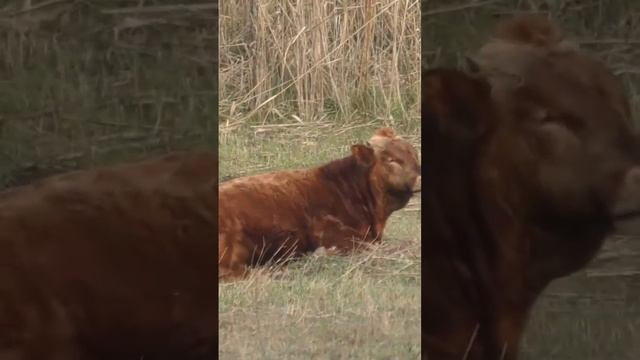 УШЛА ЗАРАЗА #рыбалкаастрахань #рыбалкавастраханскойобласти #рыбалкавастрахани смотреть онлайн