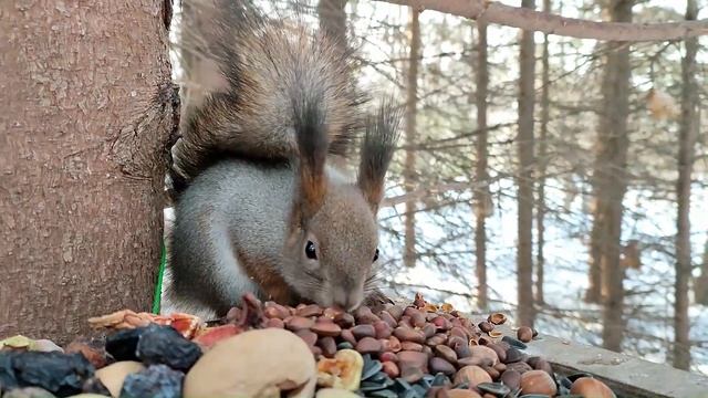 Белки наелись и стали осторожными смотреть онлайн