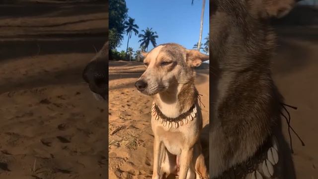 Собака в Индии #follow #travel #индия смотреть онлайн