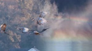 ,,Крик журавлей".Автор музыки Леончук Светлана.Фото из интернета.