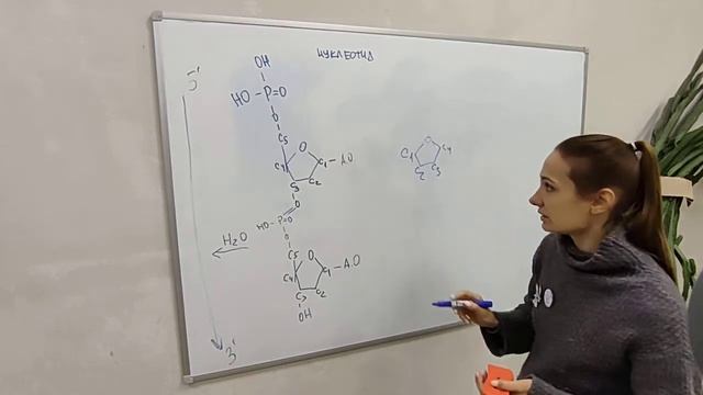 Нуклеиновые кислоты 2