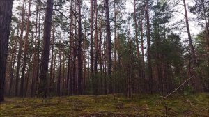 ПЕНИЕ ПТИЦ и СТУК ДЯТЛА. ЗВУКИ ЛЕСА для медитации и отдыха