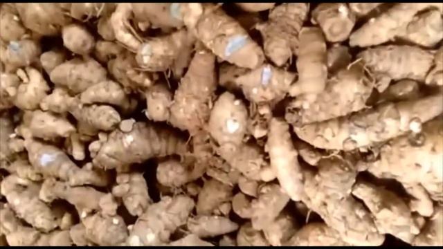 Black Turmeric Organic Farming смотреть онлайн