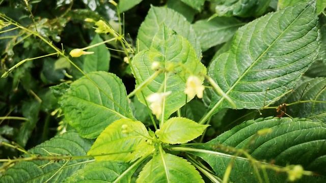 У меня в садочке, есть грибы, цветочки... 🤔 смотреть онлайн