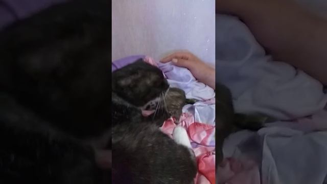 Кот и белка лучшие друзья смотреть онлайн