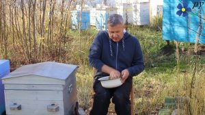 Чай из листьев облепихи