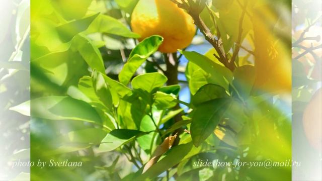 Concorde de luxe resort территория (territory) смотреть онлайн