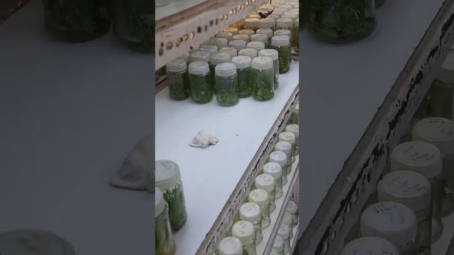 Tissue Culture Work | Plants смотреть онлайн