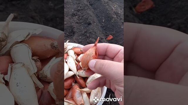 ПОСАДКА ЛУКА СОРОКОЗУБКА В ОТКРЫТЫЙ ГРУНТ В 2023 ГОДУ. ОГОРОД НА КУБАНИ. shorts# смотреть онлайн