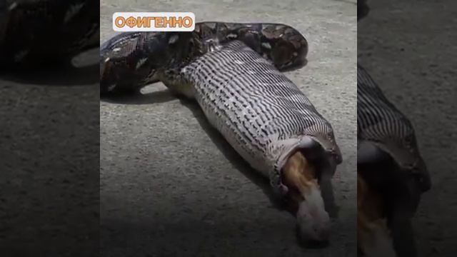 Питон сьел кота смотреть онлайн