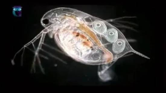 Дафнии (Водяные блохи) смотреть онлайн