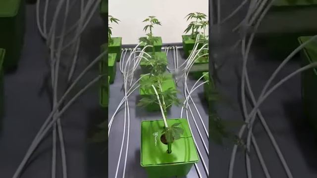Lithium Sprayer- V Foliar - Micro Drip Foam 🚀 смотреть онлайн