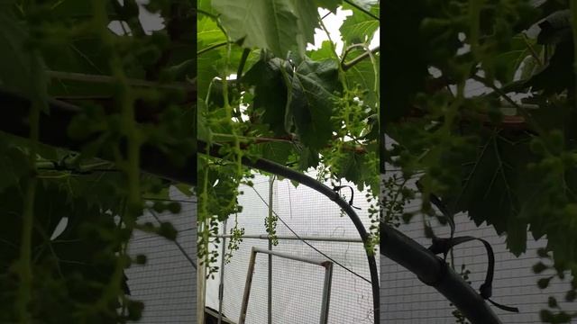 Shine Muscat Grapes South Korea