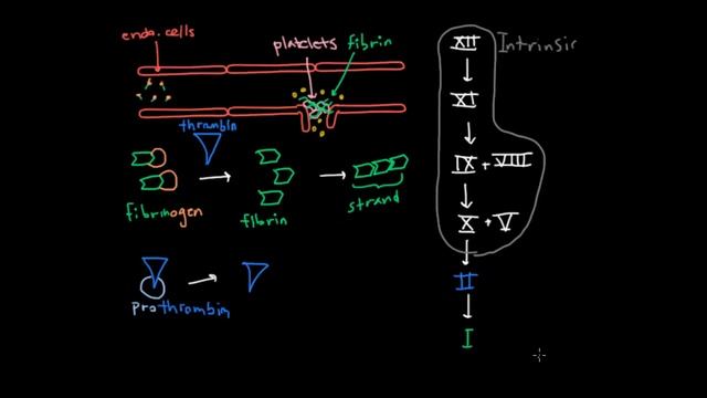 Coagulation cascade | Human anatomy and physiology | Health & Medicine | Khan Academy смотреть онлайн