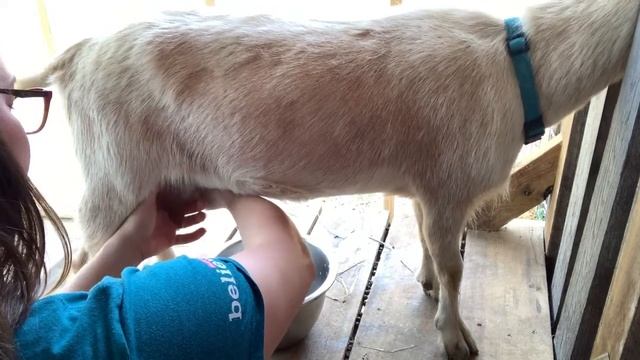 FWT: Milking a Nigerian Dwarf Goat смотреть онлайн