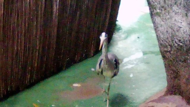 Московский зоопарк. Серая цапля.