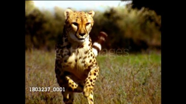 Baby Einstein - Baby Noah's Animal Expedition - Animals On The Savannah