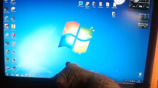 Котик играет со стрелкой смотреть онлайн