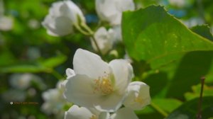 Устраняет стресс, высвобождает мелатонин и токсины - лечебная музыка для сердца и сосудов.