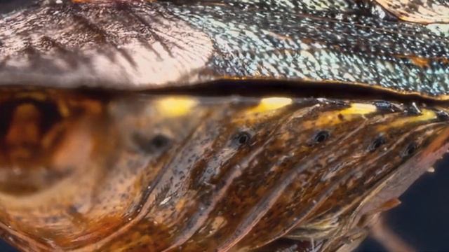 3d focus stack compilation смотреть онлайн