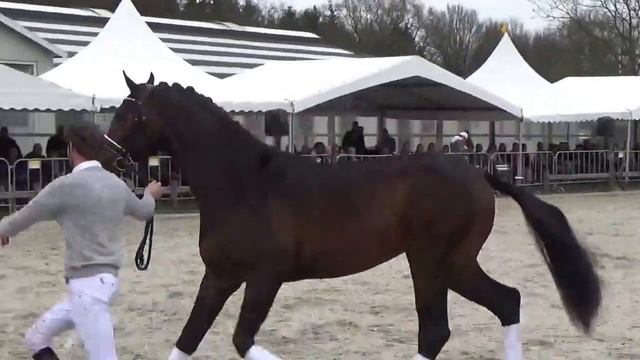 Joule Sollenburg (Electron x Ooseven) 1-4-2017 смотреть онлайн