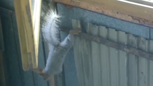 Белка на балконе смотреть онлайн