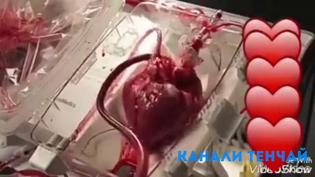 #гарибон_тв Ошик нашу эй Дил смотреть онлайн