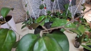 Мега большой обзор Хой 🌿🌿🌿 1 часть