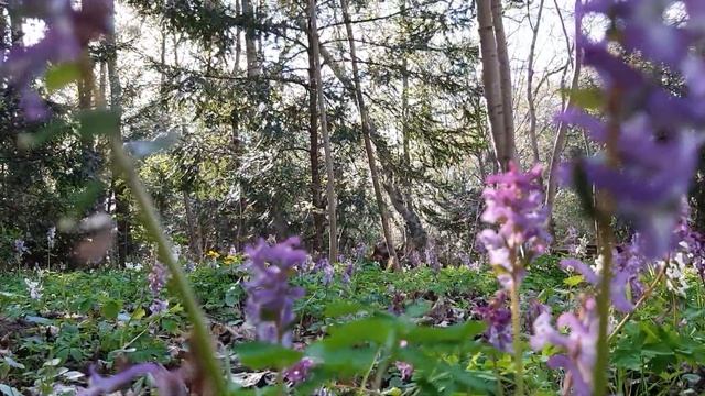 Замок Шенбрун в центре Вены с лесопарком, где не только белки, но и лиса была замечена. Весна 2022 смотреть онлайн