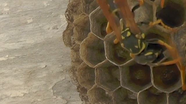 PART 5 - SEE ENTIRE LIFECYCLE OF WASP NEST (6-MONTHS)! EUROPEAN PAPER WASP / POLISTES DOMINULA! смотреть онлайн