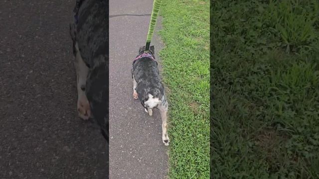 Rox 7 days QLF смотреть онлайн