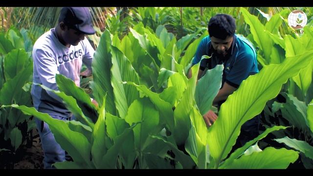 The Turmeric Cultivation of the CSIAP in North Western Province смотреть онлайн
