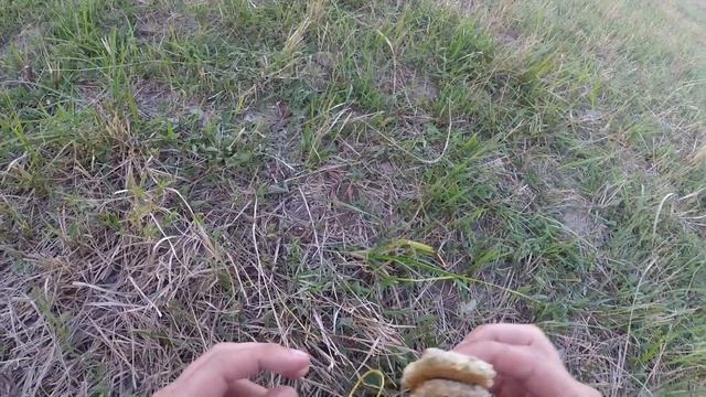 Бешеный клев самой популярной рыбы в Астрахани Рыбалка на жмых 2021 смотреть онлайн