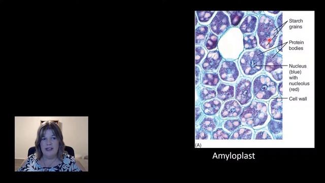 Plant Organelles Part 2 смотреть онлайн