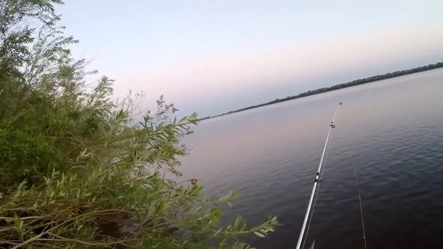 Снова трофейный сазан с Бузана Рыбалка на жмых в Астрахани смотреть онлайн