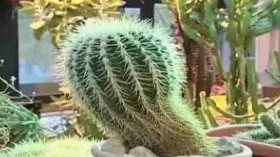 Охраняемые растения других стран: секвойя, воллемия, эхинокактус грузони, ариокарпус тригонус смотреть онлайн