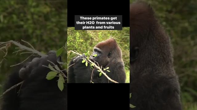 Gorillas rarely drink water #animals смотреть онлайн