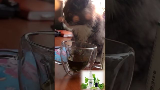 Котик у партнёров, тоже любит хлорофилл! А ты пьешь по утрам хлорофилл? смотреть онлайн