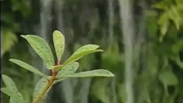 How can Anion -ve Ion Impact our Health смотреть онлайн