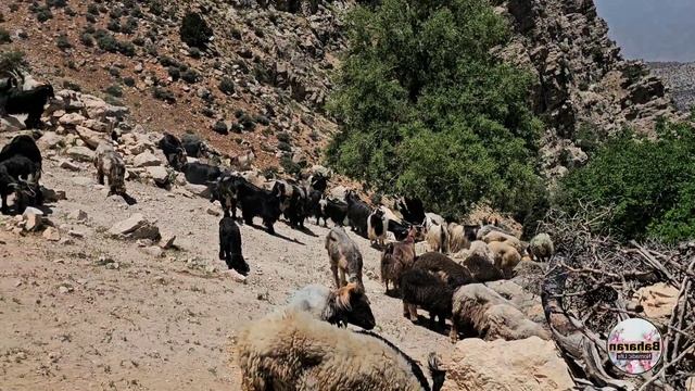 Nomadic Life:The Hardships Of The Nomadic Life Of Imran And His Family