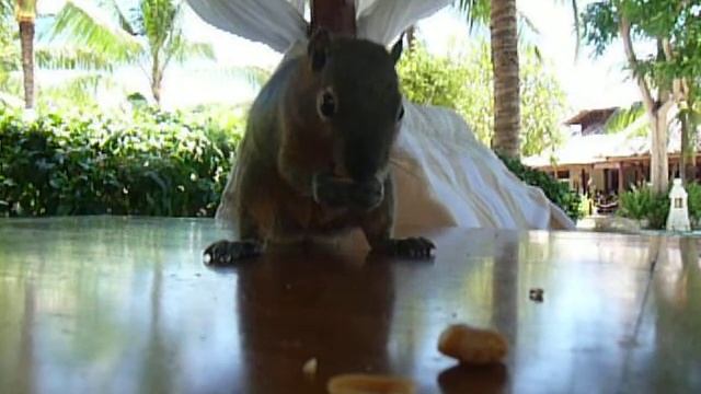 Белки на Бали смотреть онлайн