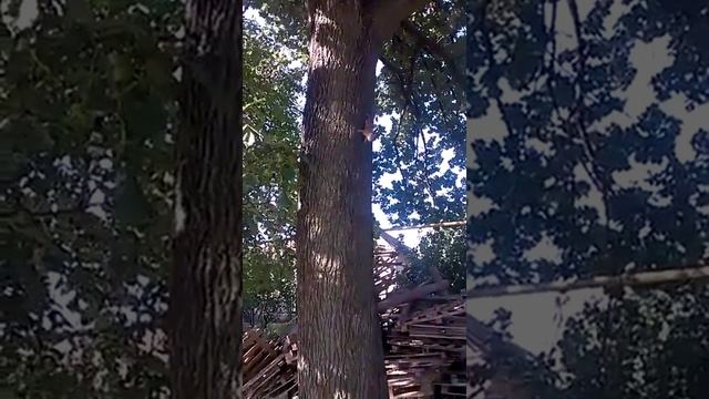 Белки, Одесса, 411-батарея смотреть онлайн