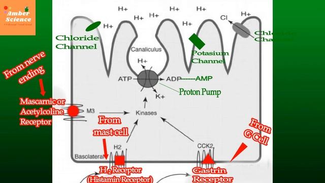 How HCl acid secretion in the stomach ***Exclusive, How Acid Secretion in the stomach, смотреть онлайн